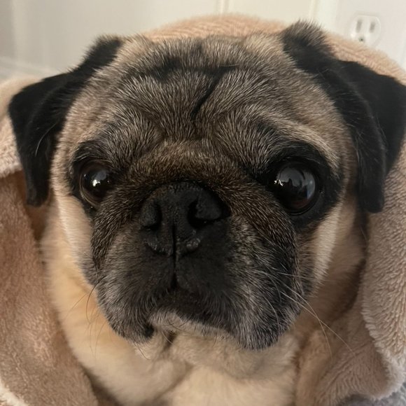 Meet your Posher, Angelina! - Picture 7 of 7